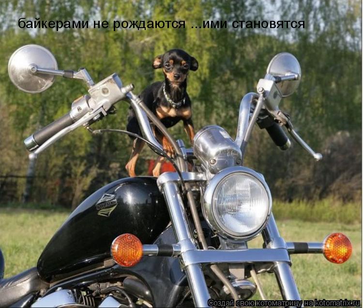 байкерами не рождаются ...ими становятся... Котоматрица: байкерами не рождаются ...ими становятся