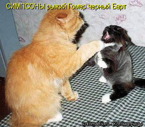 СИМПСОНЫ рыжий Гомер черный Барт... Котоматрица: СИМПСОНЫ рыжий Гомер черный Барт