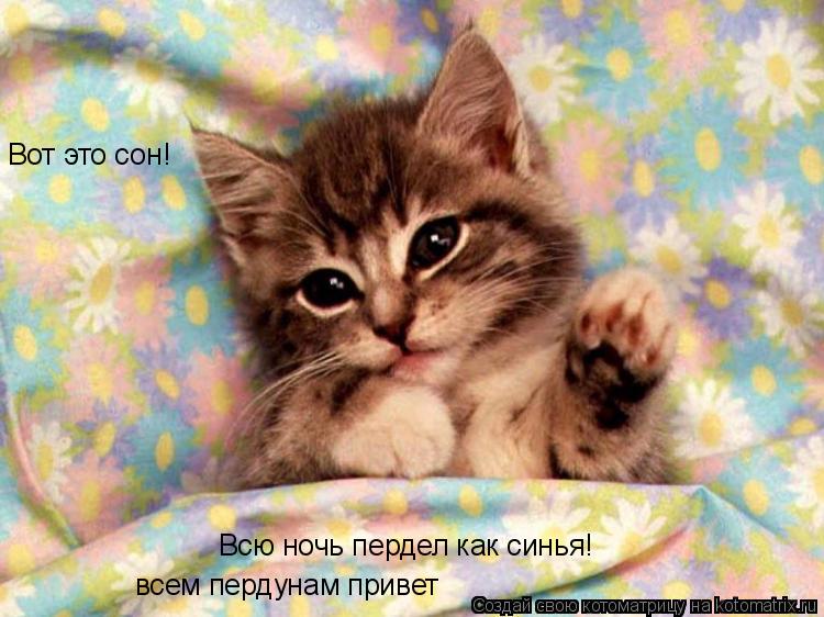 Вот это сон! Всю ночь пердел как синья! всем пердунам привет... Котоматрица: Вот это сон! Всю ночь пердел как синья! всем пердунам привет