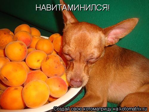 НАВИТАМИНИЛСЯ!... Котоматрица: НАВИТАМИНИЛСЯ!