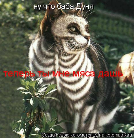 ну что баба Дуня теперь ты мне мяса дашь... Котоматрица: ну что баба Дуня теперь ты мне мяса дашь