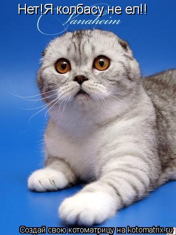 Нет!Я колбасу не ел!!... Котоматрица: Нет!Я колбасу не ел!!