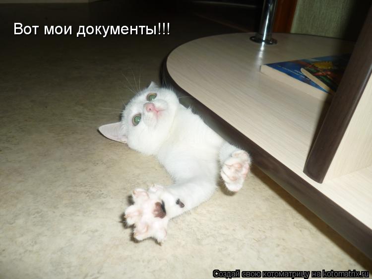 Вот мои документы!!!... Котоматрица: Вот мои документы!!!