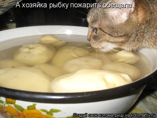 А хозяйка рыбку пожарить обещала...... Котоматрица: А хозяйка рыбку пожарить обещала...