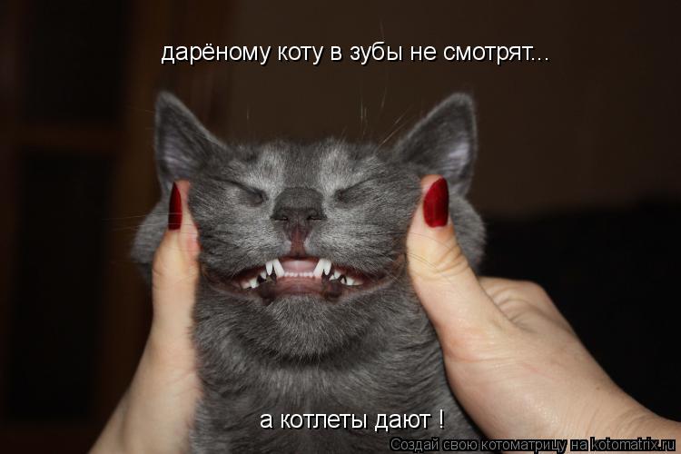 дарёному коту в зубы не смотрят... а котлеты дают !... Котоматрица: дарёному коту в зубы не смотрят... а котлеты дают !
