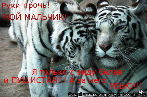 Руки прочь! МОЙ МАЛЬЧИК! Я только с виду белая и ПУШИСТАЯ!!! А за него УБЬЮ!!!... Котоматрица: Руки прочь! МОЙ МАЛЬЧИК! Я только с виду белая и ПУШИСТАЯ!!! А за него УБЬЮ!!!