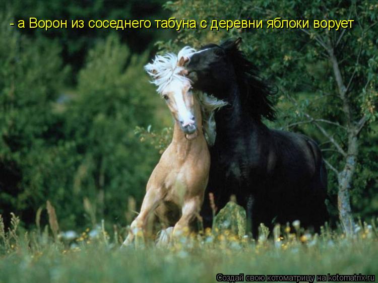 - а Ворон из соседнего табуна с деревни яблоки ворует... Котоматрица: - а Ворон из соседнего табуна с деревни яблоки ворует