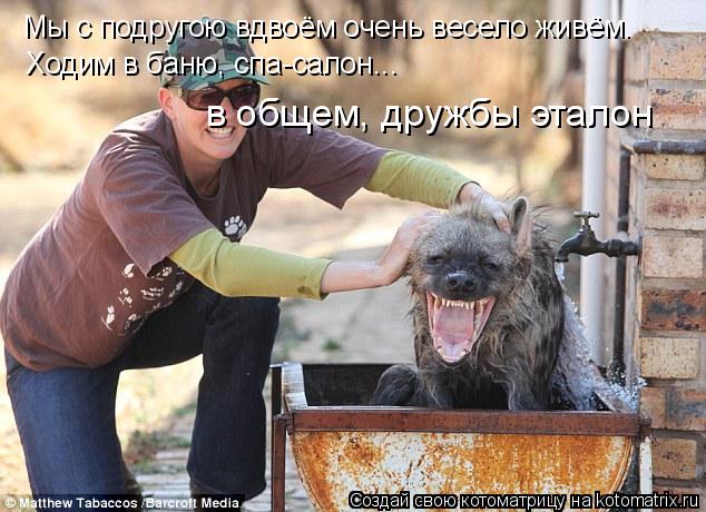 Котоматрица: Мы с подругою вдвоём очень весело живём. Ходим в баню, спа-салон... в общем, дружбы эталон