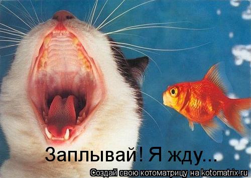 Заплывай! Я жду...... Котоматрица: Заплывай! Я жду...
