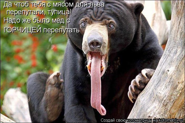 Да чтоб тебя с мясом для льва перепутали, тупица! Надо же было мёд с ГОРЧИЦЕЙ перепутать... Котоматрица: Да чтоб тебя с мясом для льва перепутали, тупица! Надо же было мёд с ГОРЧИЦЕЙ перепутать