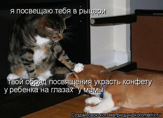 я посвещаю тебя в рыцари твой обряд посвящения украсть конфету у ребенка на глазах у мамы... Котоматрица: я посвещаю тебя в рыцари твой обряд посвящения украсть конфету у ребенка на глазах у мамы