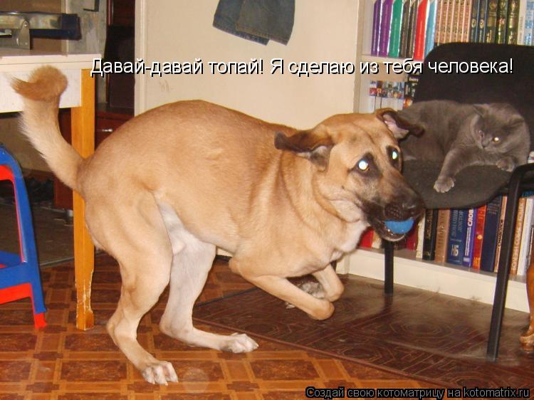 Давай-давай топай! Я сделаю из тебя человека!... Котоматрица: Давай-давай топай! Я сделаю из тебя человека!