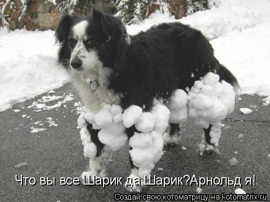 Что вы все Шарик да Шарик?Арнольд я!... Котоматрица: Что вы все Шарик да Шарик?Арнольд я!