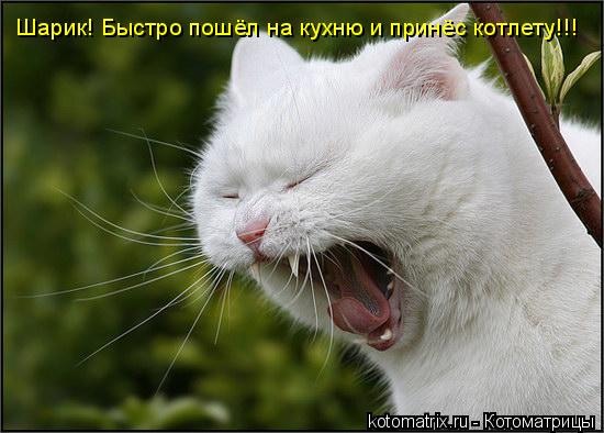 Шарик! Быстро пошёл на кухню и принёс котлету!!!... Котоматрица: Шарик! Быстро пошёл на кухню и принёс котлету!!!