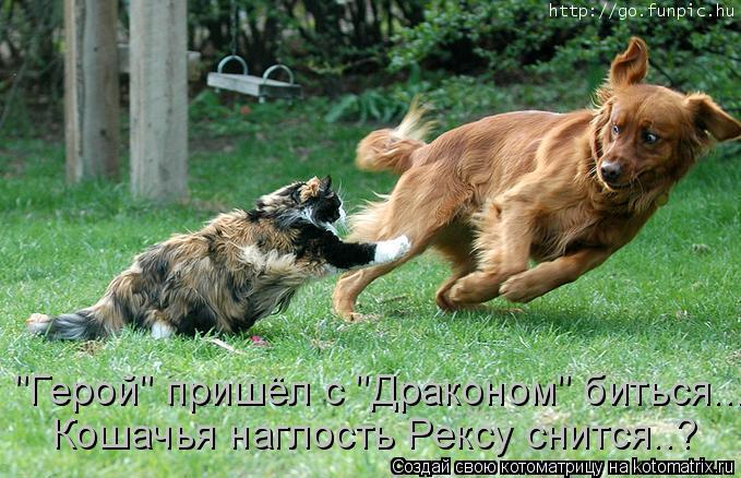 Котоматрица: "Герой" пришёл с "Драконом" биться... Кошачья наглость Рексу снится..?