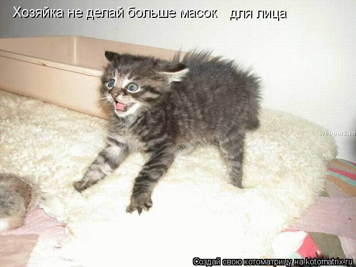 Хозяйка не делай больше масок для лица... Котоматрица: Хозяйка не делай больше масок для лица