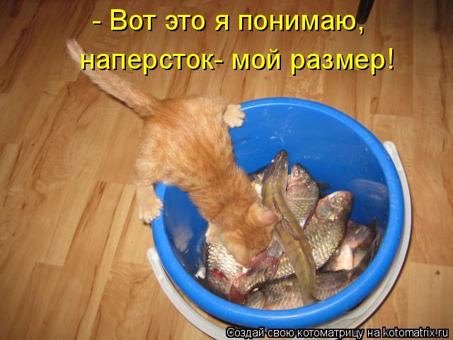 - Вот это я понимаю, наперсток- мой размер!... Котоматрица: - Вот это я понимаю, наперсток- мой размер!