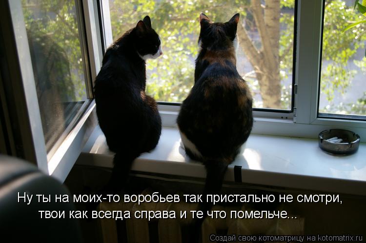 Ну ты на моих-то воробьев так пристально не смотри, твои как всегда справа и те что помельче...... Котоматрица: Ну ты на моих-то воробьев так пристально не смотри, твои как всегда справа и те что помельче...