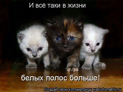 И всё таки в жизни белых полос больше!... Котоматрица: И всё таки в жизни белых полос больше!