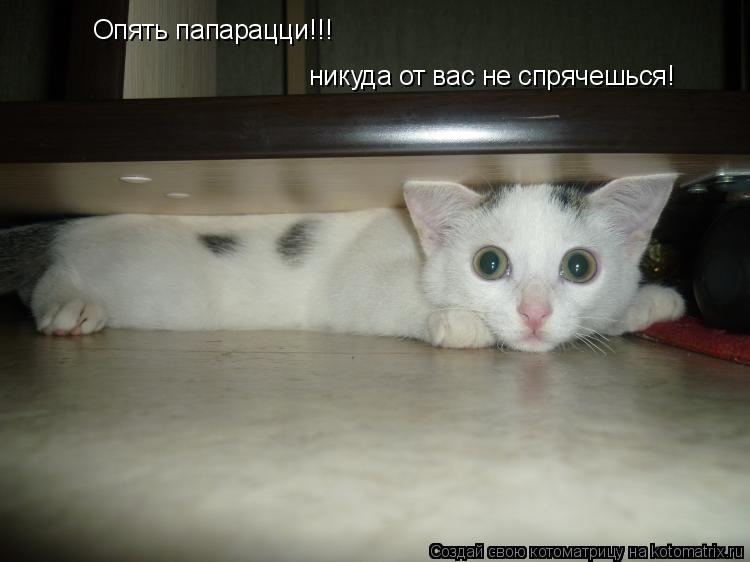 Опять папарацци!!! никуда от вас не спрячешься!... Котоматрица: Опять папарацци!!! никуда от вас не спрячешься!