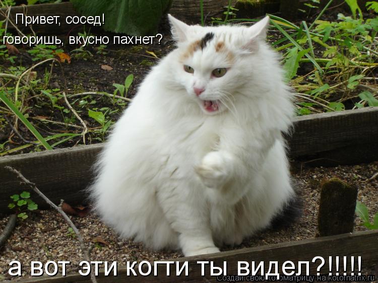 Привет, сосед! говоришь, вкусно пахнет? а вот эти когти ты видел?!!!!!... Котоматрица: Привет, сосед! говоришь, вкусно пахнет? а вот эти когти ты видел?!!!!!