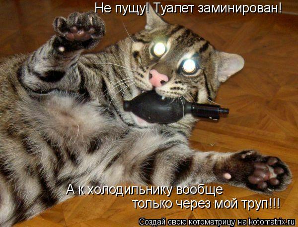 Не пущу! Туалет заминирован! А к холодильнику вообще только через мой труп!!!... Котоматрица: Не пущу! Туалет заминирован! А к холодильнику вообще только через мой труп!!!