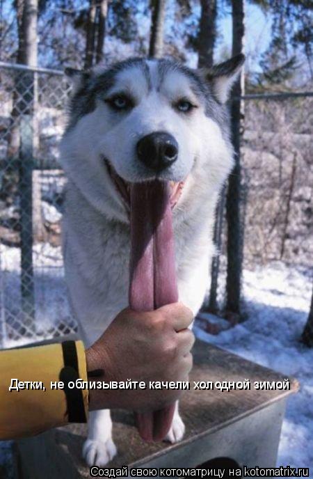 Детки, не облизывайте качели холодной зимой... Котоматрица: Детки, не облизывайте качели холодной зимой