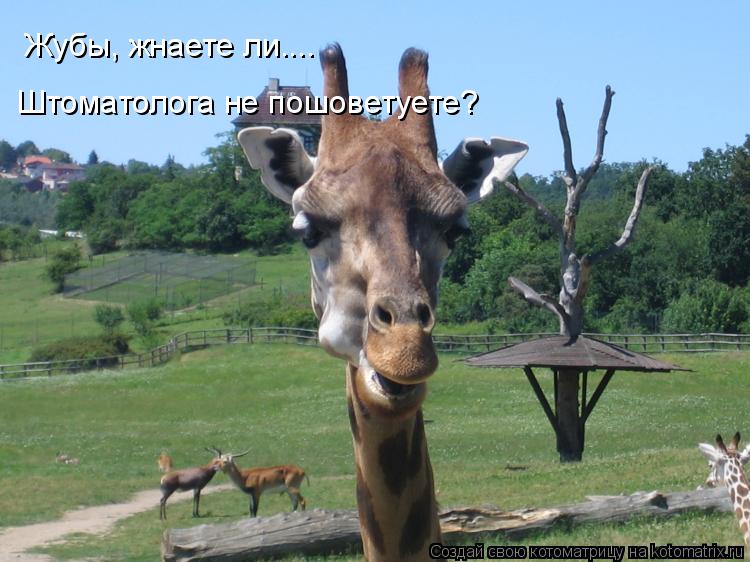 Штоматолога не пошоветуете? Жубы, жнаете ли....... Котоматрица: Штоматолога не пошоветуете? Жубы, жнаете ли....