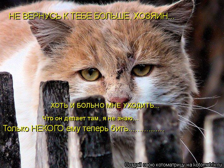 Котоматрица: НЕ ВЕРНУСЬ К ТЕБЕ БОЛЬШЕ, ХОЗЯИН... ХОТЬ И БОЛЬНО МНЕ УХОДИТЬ... Что он делает там, я не знаю... Только НЕКОГО ему теперь бить................