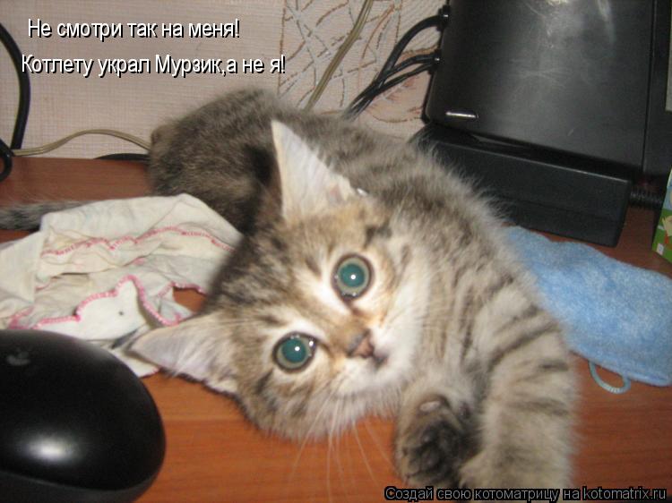 Котоматрица: Не смотри так на меня! Котлету украл Мурзик,а не я!