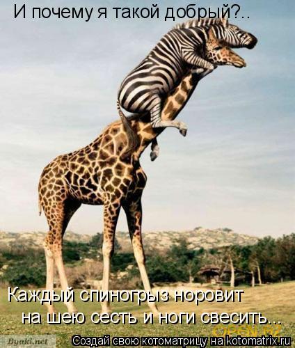 Котоматрица: И почему я такой добрый?.. Каждый спиногрыз норовит на шею сесть и ноги свесить...