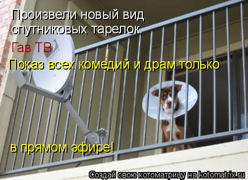 Котоматрица: Произвели новый вид спутниковых тарелок. Гав ТВ Показ всех комедий и драм только в прямом эфире!