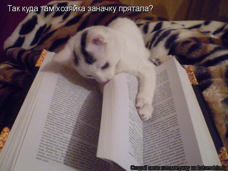 Котоматрица: Так куда там хозяйка заначку прятала?