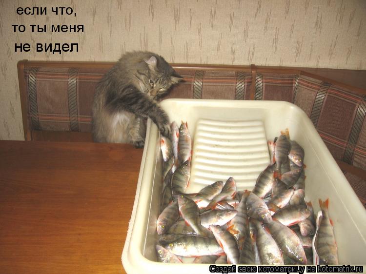 если что, то ты меня не видел... Котоматрица: если что, то ты меня не видел