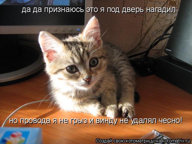 Котоматрица: да да признаюсь это я под дверь нагадил но провода я не грыз и винду не удалял чесно!