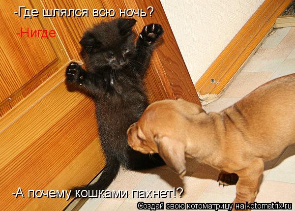 Котоматрица: -Где шлялся всю ночь? -Нигде -А почему кошками пахнет!?