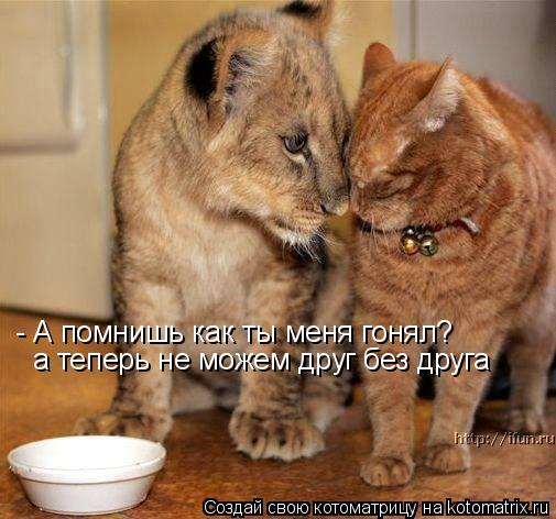 Котоматрица: - А помнишь как ты меня гонял? а теперь не можем друг без друга