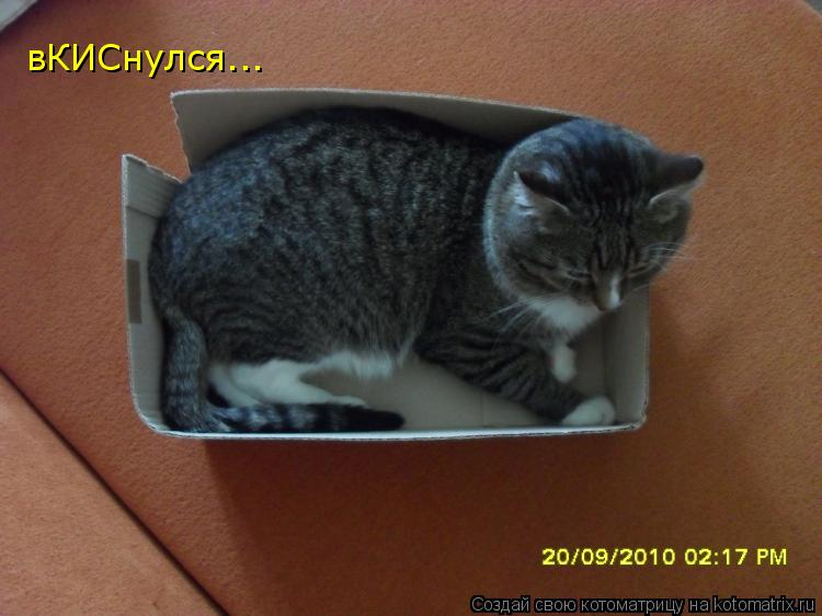 Котоматрица: вКИСнулся...