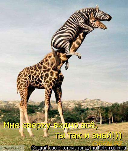 Котоматрица: Мне сверху видно всё, ты так и знай!))