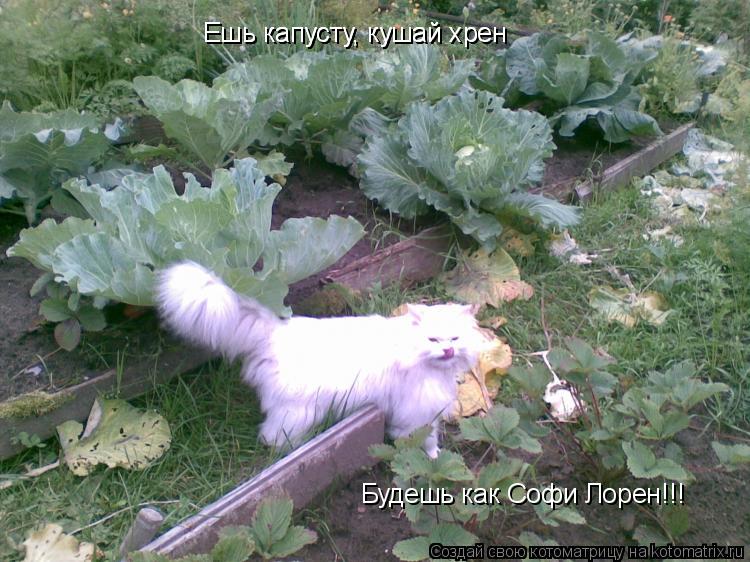 Котоматрица: Ешь капусту, кушай хрен Ешь капусту, кушай хрен Будешь как Софи Лорен!!!