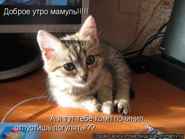 Котоматрица: Доброе утро мамуль!!!!! А я тут тебе комп починил... отпустишь погулять!??