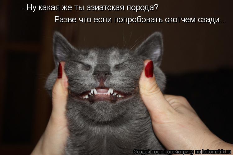 - Ну какая же ты азиатская порода? Разве что если попробовать скотчем сзади...... Котоматрица: - Ну какая же ты азиатская порода? Разве что если попробовать скотчем сзади...