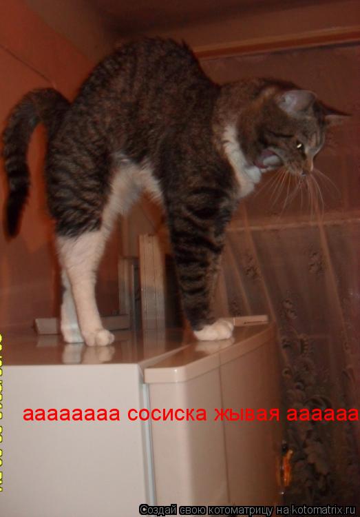 Котоматрица: аааааааа сосиска жывая аааааа
