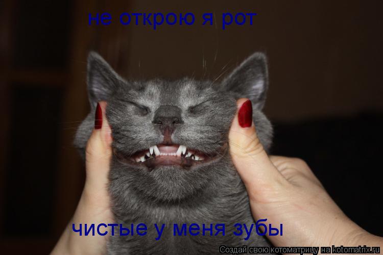 Котоматрица: не открою я рот чистые у меня зубы