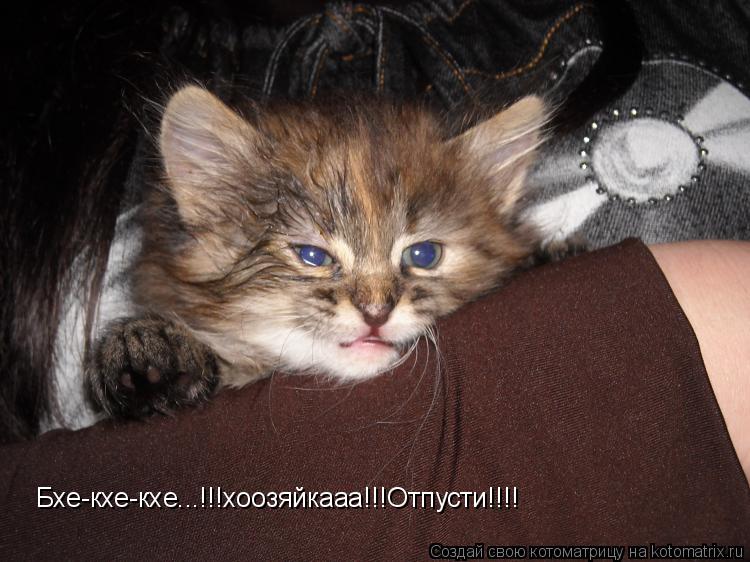Бхе-кхе-кхе...!!!хоозяйкааа!!!Отпусти!!!!... Котоматрица: Бхе-кхе-кхе...!!!хоозяйкааа!!!Отпусти!!!!