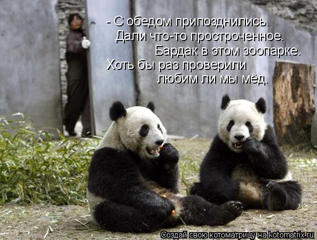 Котоматрица: - С обедом припозднились. Дали что-то простроченное. Бардак в этом зоопарке. Хоть бы раз проверили любим ли мы мёд.