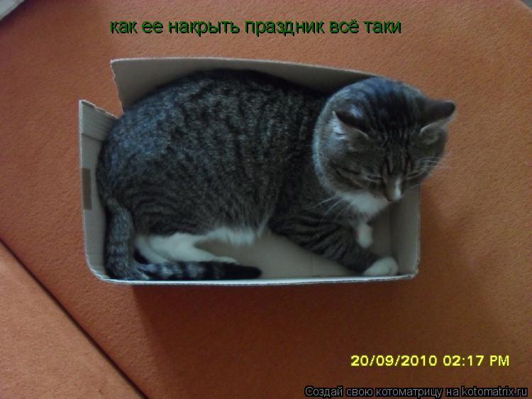 Котоматрица: как ее накрыть праздник всё таки