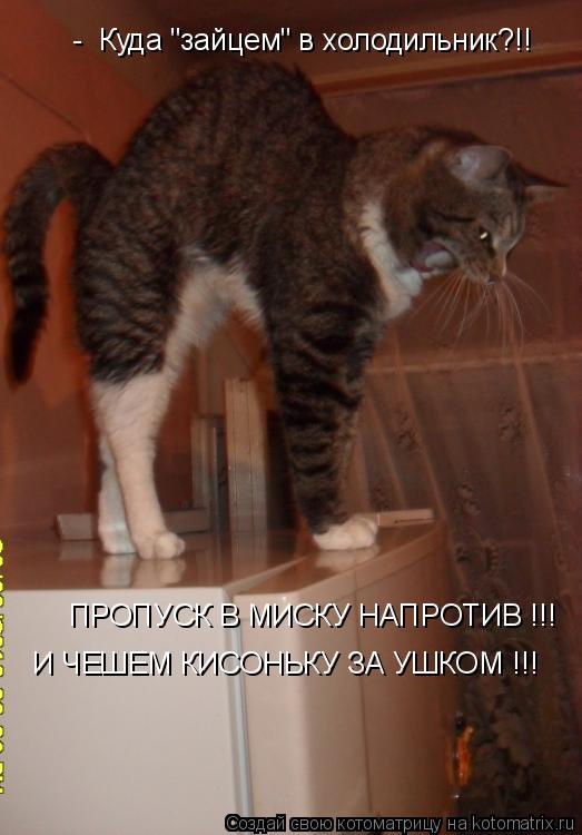Котоматрица: -  Куда "зайцем" в холодильник?!!  ПРОПУСК В МИСКУ НАПРОТИВ !!! И ЧЕШЕМ КИСОНЬКУ ЗА УШКОМ !!!