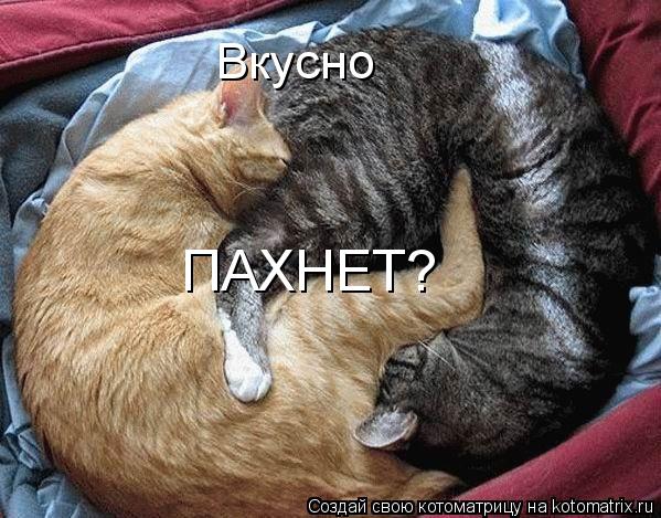 Котоматрица: Вкусно ПАХНЕТ?