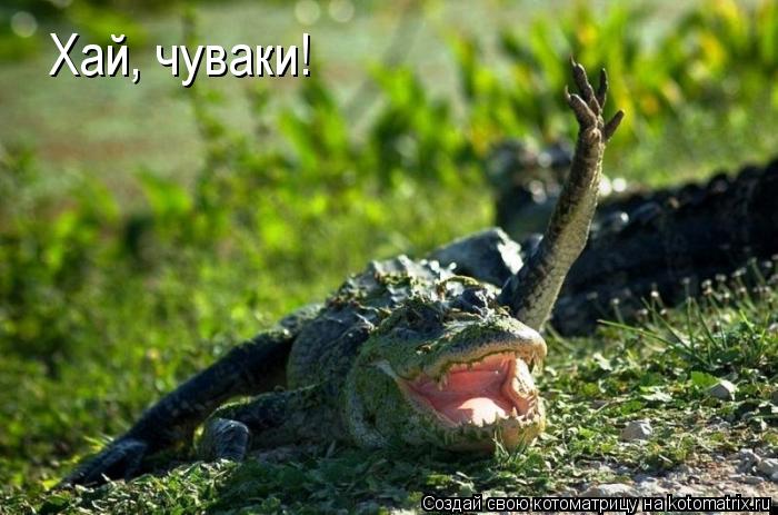 Котоматрица: Хай, чуваки!